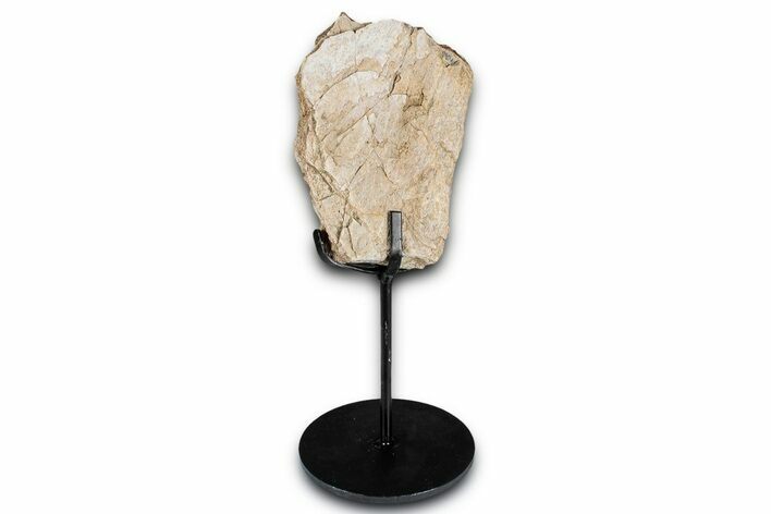 Fossil Sauropod Limb Bone Section with Metal Stand - Colorado #350618